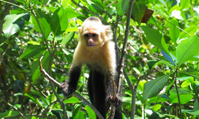 mono en selva